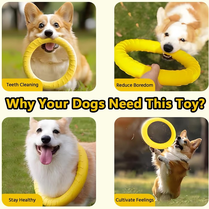 Đồ chơi cho chó: Đĩa bay, vòng - đánh giá và giá Flying Disc Dog Training Toy
